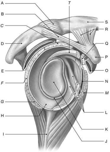 Figure 8.4 Using the above-referenced lateral view of the right shoulder joint (humerus removed), identify the specified labeled items in each of the following questions. -Identify the structure(s) indicated by Label P.