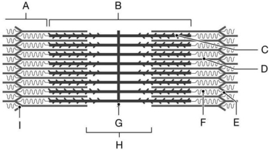 Figure 9.2 Using the diagram of a sarcomere, identify the specified labeled part in each of the following questions. -Identify the specific structure indicated by Label G.