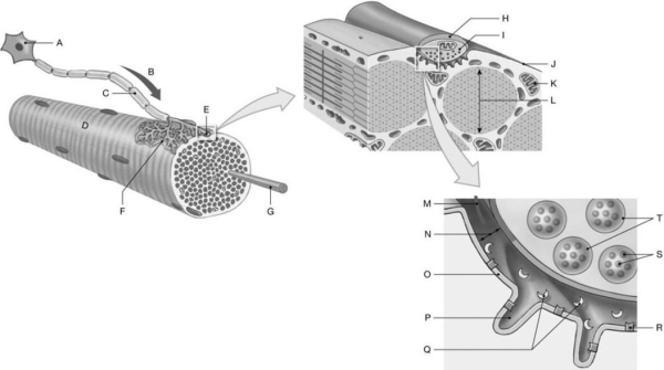 Figure 9.3 Using the diagrams depicting different views of the neuromuscular synapse, identify the specified labeled part in each of the following questions. -Identify the specific structure indicated by Label G.