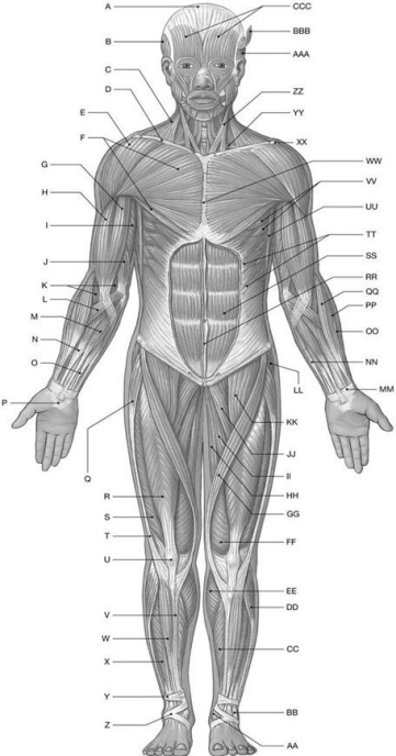 Figure 10.1 Using the above-referenced diagrammatic anterior view of the major superficial axial and appendicular muscles, identify the specified labeled item(s)in each of the following questions. -Identify the structure(s) indicated by Label KK.