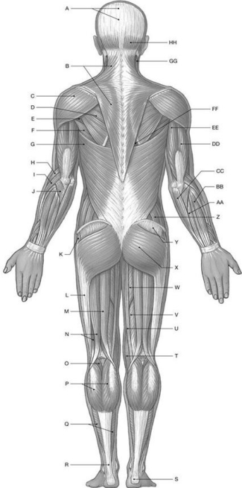 Figure 10.2 Using the above-referenced diagrammatic posterior view of the major superficial axial and appendicular muscles, identify the specified labeled item(s)in each of the following questions. -Identify the structure(s) indicated by Label EE.