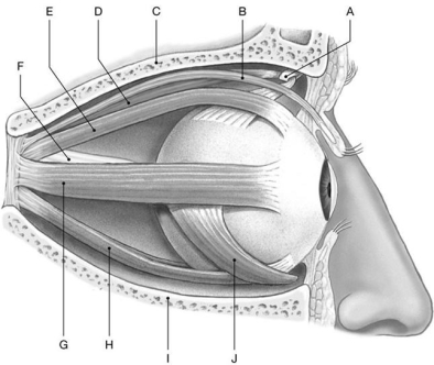 Figure 10.3 Using the above-referenced diagrammatic view of extra-ocular muscles on the lateral surface of the right eye, identify the specified labeled item(s)in each of the following questions. -Identify the structure(s) indicated by Label D.