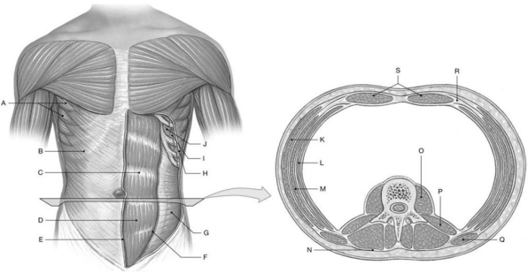 Figure 10.4 Using the above-referenced anterior view of the trunk, showing superficial and deep members of the oblique and rectus groups, and the horizontal section through the abdominal region, identify the specified labeled item(s)in each of the following questions. -Identify the structure(s) indicated by Label P.
