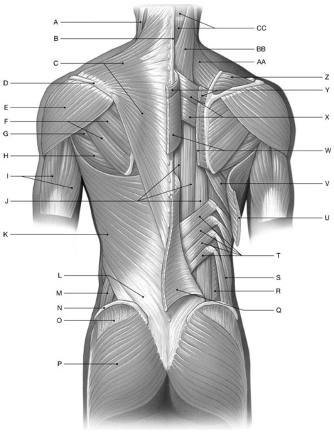 <strong>Figure 11.1   Using the above-referenced figure of the posterior view of the superficial and deep muscles of the neck, shoulder, and back, identify the specified labeled structure(s) in each of the following questions. Identify the structure(s) indicated by Label J.</strong> A) Latissimus dorsi B) Erector spinae C) Rhomboid major D) Trapezius E) Rhomboid minor <div style=padding-top: 35px> 