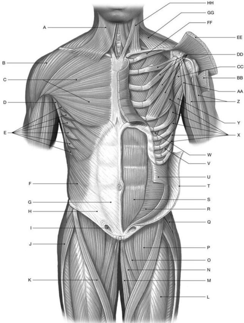 <strong>Figure 11.2   Using the above-referenced figure of the anterior view of the superficial and deep muscles of the trunk and proximal limb, identify the specified labeled structure(s) in each of the following questions. Identify the structure(s) indicated by Label C.</strong> A) Pectoralis minor B) Trapezius C) Serratus anterior D) Pectoralis major E) Platysma <div style=padding-top: 35px> 