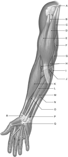 <strong>Figure 11.3   Using the above-referenced figure of the anterior view of the superficial muscles of the right upper limb, identify the specified labeled structure(s) in each of the following questions. Identify the structure(s) indicated by Label D.</strong> A) Biceps brachii, short head B) Brachialis C) Biceps brachii, long head D) Brachioradialis E) Coracobrachialis <div style=padding-top: 35px> 