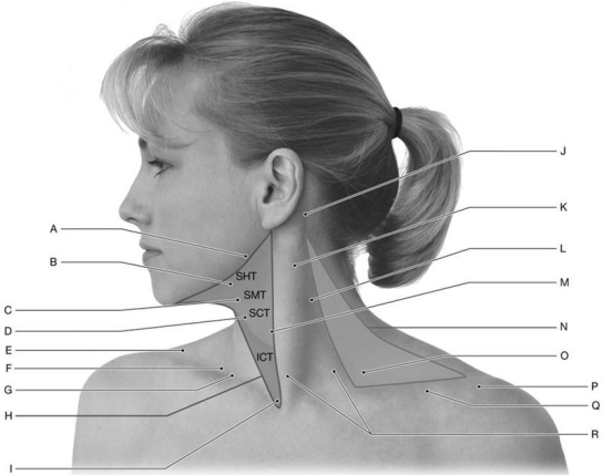 <strong>Figure 12.1 Using the above-referenced view of the lateral neck, identify the specified labeled structure(s) in each of the following questions. Identify the structure(s) indicated by Label C.</strong> A) Hyoid bone B) Site for palpation of submandibular gland C) Acromion D) External jugular vein E) Clavicle