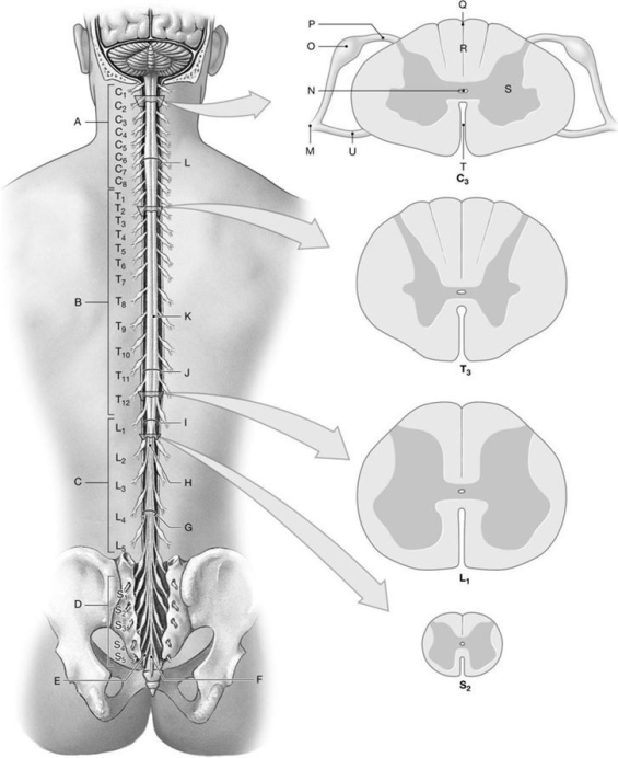 Figure 14.1     Using the above- referenced diagrams of the superficial anatomy and orientation of the adult spinal cord (posterior view)and inferior views of cross-sections through representative segments of the spinal cord, showing the arrangement of gray and white matter, identify the specified labeled structure(s) in each of the following questions. -Identify the structure(s) indicated by Label T.