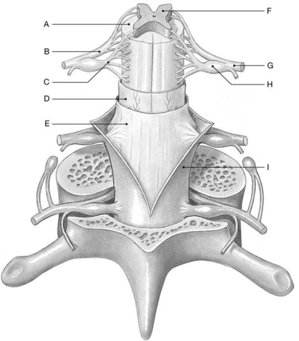 Figure 14.2     Using the above-referenced diagram of a posterior view of the spinal cord showing the meningeal layers, superficial landmarks, and distribution of gray and white matter, identify the specified labeled structure(s) in each of the following questions. -Identify the structure(s) indicated by Label E.
