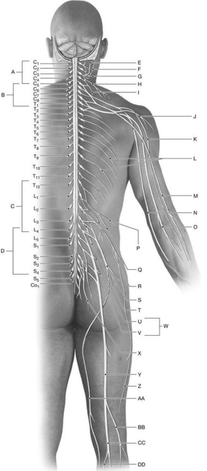 Figure 14.5 Using the above-referenced diagram of peripheral nerves and nerve plexuses, identify the specified labeled structure(s) in each of the following questions. -Identify the structure(s) indicated by Label D.