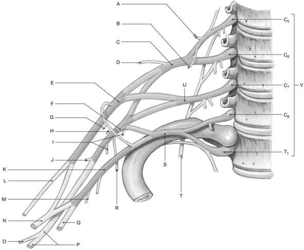 Figure 14.6     Using the above-referenced diagram of the brachial plexus, identify the specified labeled structure(s) in each of the following questions. -Identify the structure(s) indicated by Label C.