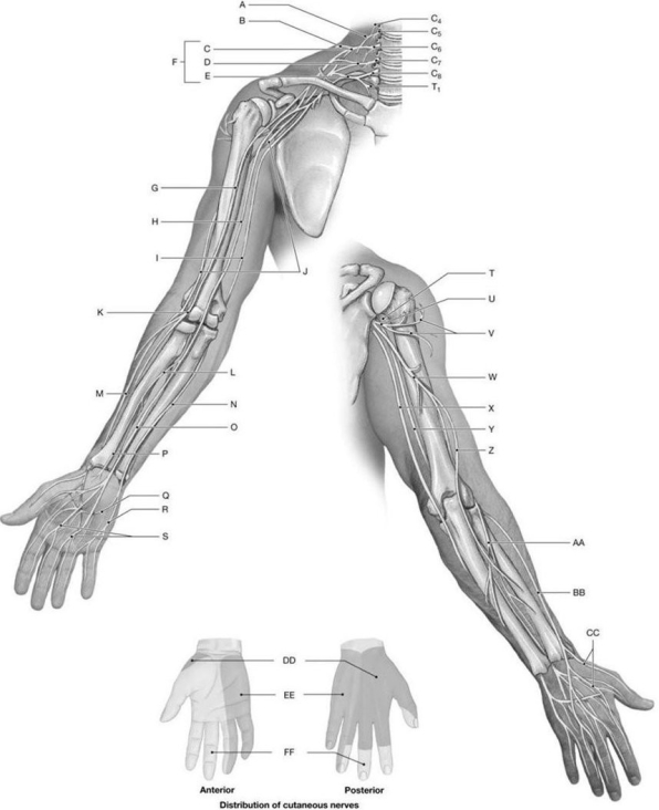 Figure 14.7     Using the above-referenced diagrams of the anterior and posterior views of the upper limb, identify the specified labeled structure(s) in each of the following questions. -Identify the structure(s) indicated by Label H.