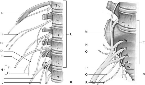 Figure 14.8     Using the above-referenced diagrams of the lumbar and sacral plexuses, identify the specified labeled structure(s) in each of the following questions. -Identify the structure(s) indicated by Label P.