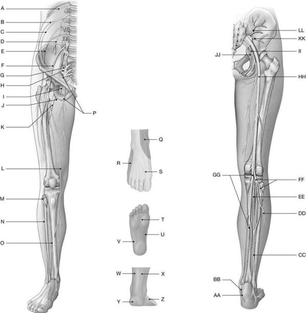 Figure 14.9 Using the above-referenced diagrams of the anterior and posterior views of the lumbar and sacral plexuses, identify the specified labeled structure(s) in each of the following questions. -Identify the structure(s) indicated by Label HH.