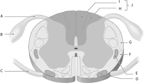 <strong> Using the figure above, identify the labeled structure(s) in each of the following questions: Identify the structure(s) indicated by Label A.</strong> A) Dorsal root B) Posterior column C) Ventral root D) Dorsal root ganglion E) Gray commissure