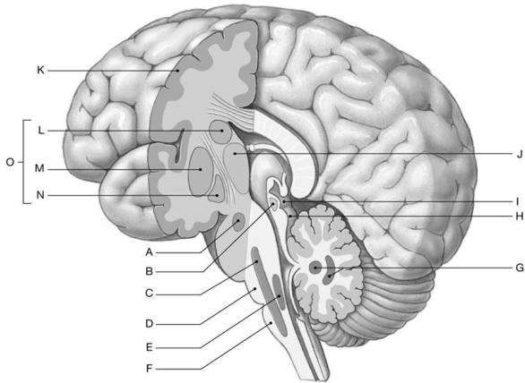 <strong> Using the figure above, identify the labeled structure(s) in each of the following questions. Identify the structure(s) indicated by Label L.</strong> A) Caudate nucleus B) Globus pallidus C) Cerebellar nucleus D) Red nucleus E) Vestibular nucleus