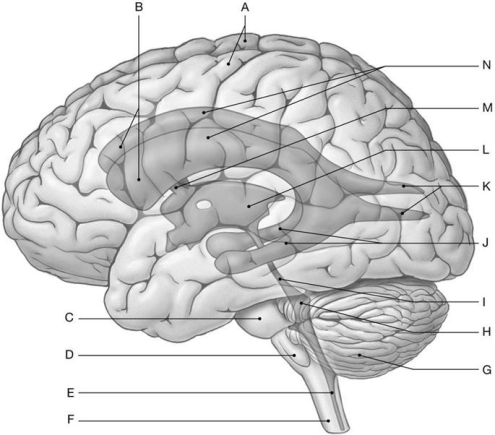 Figure 16.1 Using the figure above, identify the labeled structure(s) in each of the following questions. -Identify the structure indicated by Label I.
