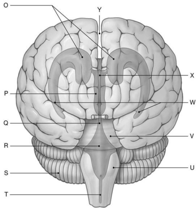 Figure 16.2 Using the figure above, identify the labeled structure(s) in each of the following questions. -Identify the structure indicated by Label P.