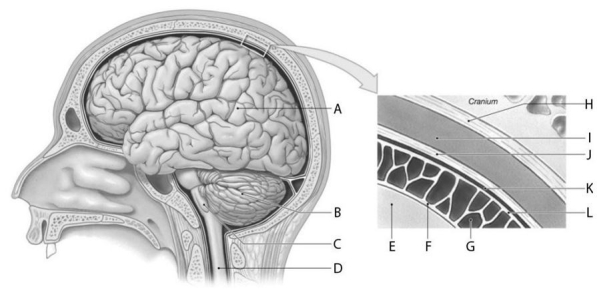 Figure 16.3 Using the figure above, identify the labeled structure(s) in each of the following questions. -Identify the structure indicated by Label J.