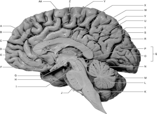 Figure 16.4 Using the figure above, identify the labeled structure(s) in each of the following questions. -Identify the structure indicated by Label A.