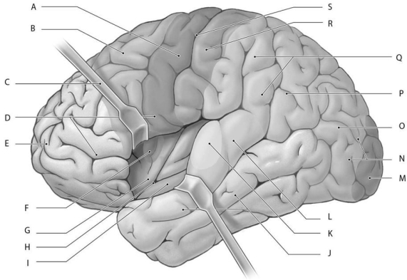 Figure 16.8 Using the figure above, identify the labeled structure(s) in each of the following questions. -Identify the structure indicated by Label M.