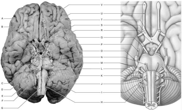 Figure 16.9 Using the figure above, identify the labeled structure(s) in each of the following questions. -Identify the structure indicated by Label I.