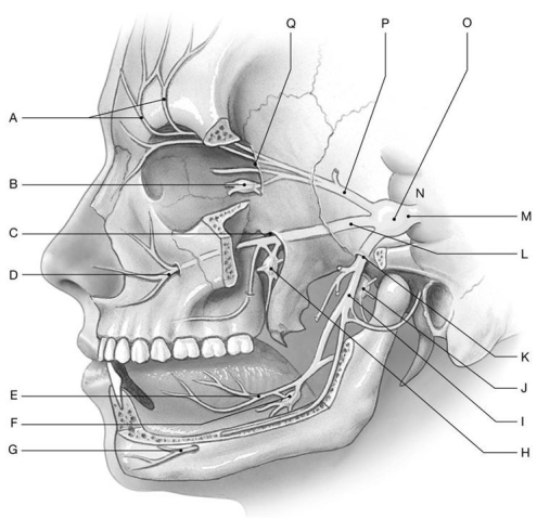 Figure 16.11 Using the figure above, identify the labeled structure(s) in each of the following questions. -Identify the structure indicated by Label O.