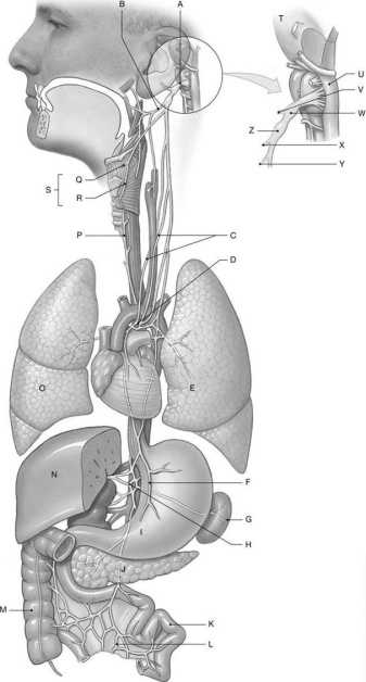 Figure 16.12 Using the figure above, identify the labeled structure(s) in each of the following questions. -Identify the structure indicated by Label L.