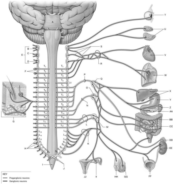 <strong>Figure 17.1 Using the figure above, identify the labeled structure(s) in each of the following questions. Identify the structure(s) indicated by Label K.</strong> A) Lumbar splanchnic nerves B) Inferior mesenteric ganglion C) Sacral splanchnic nerves D) Greater splanchnic nerves E) Celiac ganglion