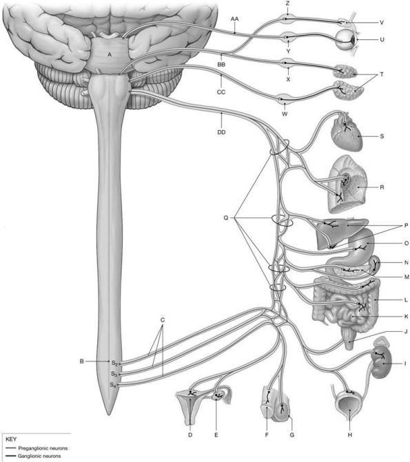 Figure 17.2 Using the figure above, identify the labeled structure(s) in each of the following questions. -Identify the structure(s) indicated by Label Z.