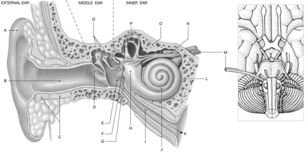 <strong>Figure 18.1 Using the figure above, identify the labeled structure(s) in each of the following questions. Identify the structure(s) indicated by Label I.</strong> A) External acoustic meatus B) Semicircular canal C) Auditory tube D) Vestibule E) Cochlea