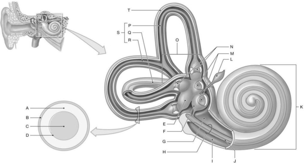 Figure 18.2 Using the figure above, identify the labeled structure(s) in each of the following questions. -Identify the structure(s) indicated by Label F.