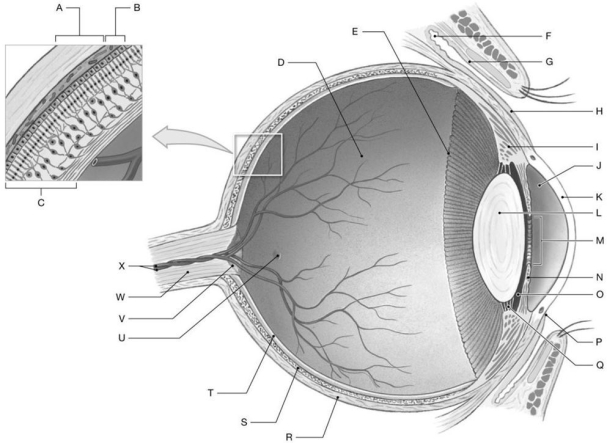 Figure 18.3 Using the figure above, identify the labeled structure(s) in each of the following questions. -Identify the structure(s) indicated by Label B.