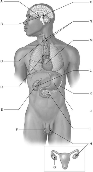 <strong>Figure 19.1 Using the figure above, identify the labeled structure(s) in each of the following questions. Identify the structure(s) indicated by Label A.</strong> A) Thalamus B) Pituitary gland C) Epithalamus D) Pineal gland E) Hypothalamus