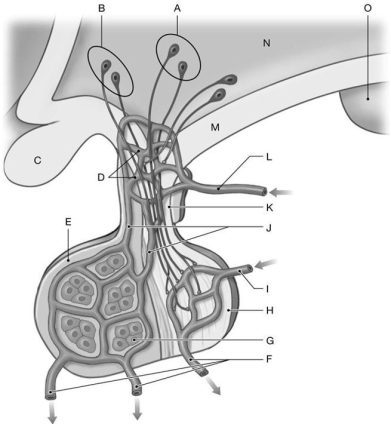 <strong>Figure 19.2 Using the figure above, identify the labeled structure(s) in each of the following questions. Identify the structure(s) indicated by Label B.</strong> A) Supra-optic nuclei B) Anterior nuclei C) Optic chiasm D) Paraventricular nuclei E) Suprachiasmatic nuclei