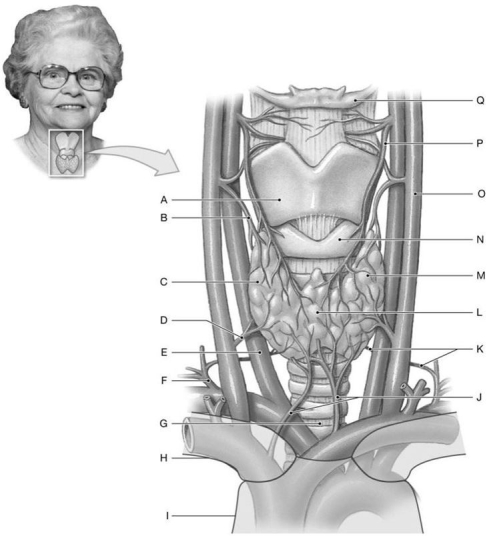 Figure 19.3 Using the figure above, identify the labeled structure(s) in each of the following questions. -Identify the structure(s) indicated by Label Q.