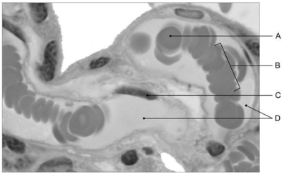 Figure 20.1 Identify the labeled structure(s) in each of the following questions. -Identify the structure(s) indicated by Label D.
