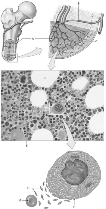 Figure 20.2 Identify the labeled structure(s) in each of the following questions. -Identify the structure(s) indicated by Label G.