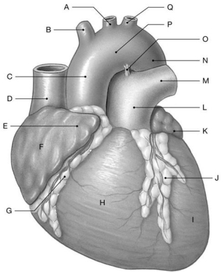 Figure 21.2 Using the above figure, identify the labeled structure(s) in each of the following questions. -Identify the structure(s) indicated by Label B.