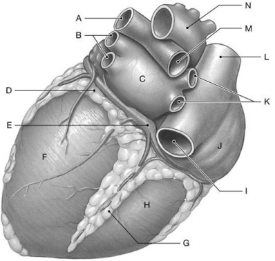 Figure 21.3 Using the above figure, identify the labeled structure(s) in each of the following questions. -Identify the structure(s) indicated by Label F.