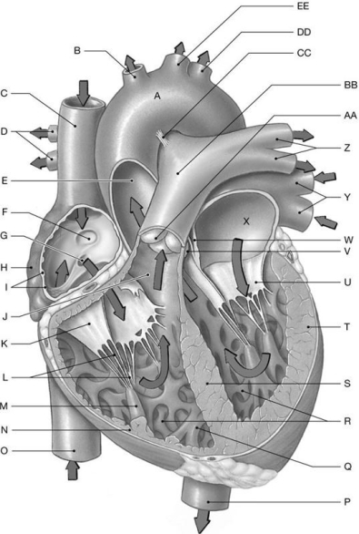 Figure 21.4 Using the above figure, identify the labeled structure(s) in each of the following questions. -Identify the structure(s) indicated by Label I.