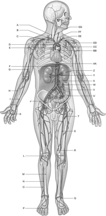 Figure 22.1 Identify the labeled structure(s) in each of the following questions. -Identify the structure(s) indicated by Label V.