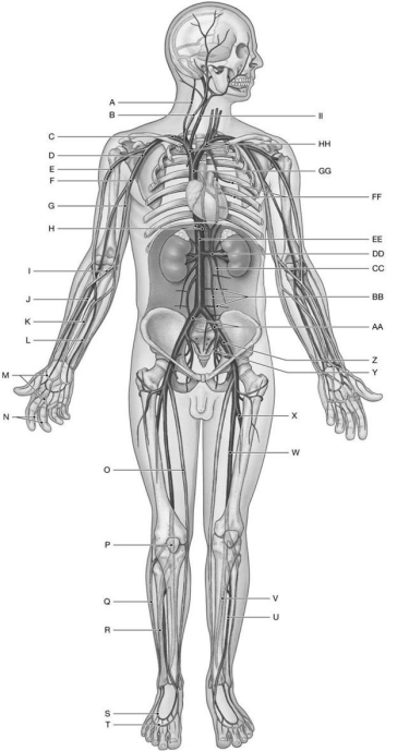Figure 22.3 Identify the labeled structure(s) in each of the following questions. -Identify the structure(s) indicated by Label EE.