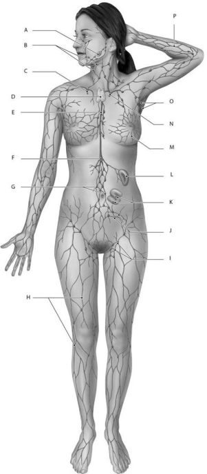 <strong>Figure 23.1 Identify the labeled structure(s) in each of the following questions. Identify the structure(s) indicated by Label I.</strong> A) Inguinal lymph nodes B) Cisterna chyli C) Thoracic duct D) Lumbar lymph nodes E) Cervical lymph nodes