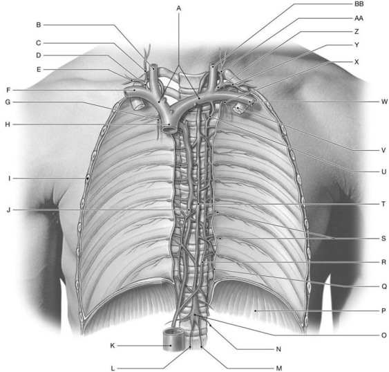 Figure 23.2 Identify the labeled structure(s) in each of the following questions. -Identify the structure(s) indicated by Label O.