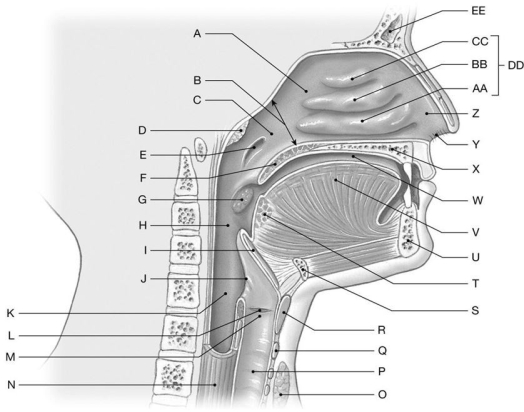 <strong>Figure 24.1 Identify the labeled structure(s) in each of the following questions. Identify the structure(s) indicated by Label B.</strong> A) Posterior nasal apertures B) Laryngopharynx C) Nasopharynx D) Oropharynx E) Nasal cavity