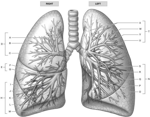 Figure 24.2 Identify the labeled structure(s) in each of the following questions. -Identify the structure(s) indicated by Label G.