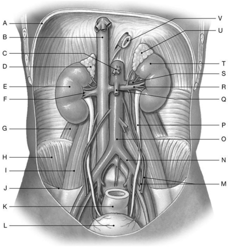 Figure 26.1 Identify the labeled structure(s) in each of the following questions. -Identify the structure(s) indicated by Label D.