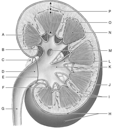 Figure 26.3 Identify the labeled structure(s) in each of the following questions. -Identify the structure(s) indicated by Label O.