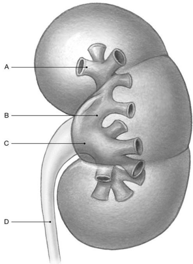 Figure 26.4 Identify the specified labeled structure(s) in each of the following questions. -Identify the structure(s) indicated by Label A.